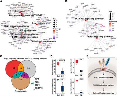 Human placenta-based genome-wide mRNA sequencing to identify TEK/IGF1/CSF1/ANGPT2 as crucial segments in the pathogenesis of pre-eclampsia